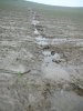 Erosionsrinne in einem Maisacker
