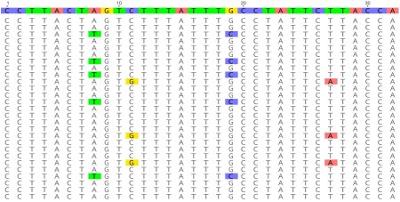 Mithilfe der DNA-Sequenzierung lassen sich Punktmutationen im Genom der Malermuschel identifizieren. Diese können als genetische Marker genutzt werden