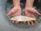 Brown trout (Salmo trutta)