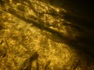Brown trout (Salmo trutta)