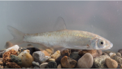 Common nase (Chondrostoma nasus)