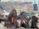 Alle Muscheln sind individuell markiert, so dass bei einer späteren Inventur genau ermittelt werden kann, wie viele Muscheln überlebt haben, und wie viel sie gewachsen sind. Foto: SMEKUL