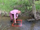 Staatsminister Günther setzt die ersten Flussperlmuscheln in den Bachgrund ein. Der rote Rahmen schafft einen strömungsberuhigten Bereich, sodass sich die Muscheln eine geeignete Stelle suchen können, an der sie sich mit ihrem Fuß etwa zur Hälfte in den Bach eingraben können. Foto: SMEKUL
